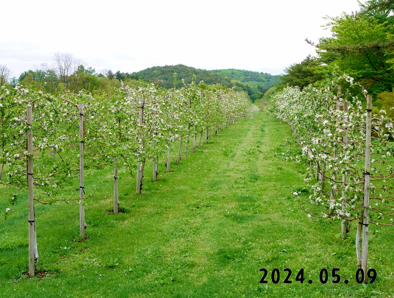 写真　森の中の果樹園のリンゴ畑