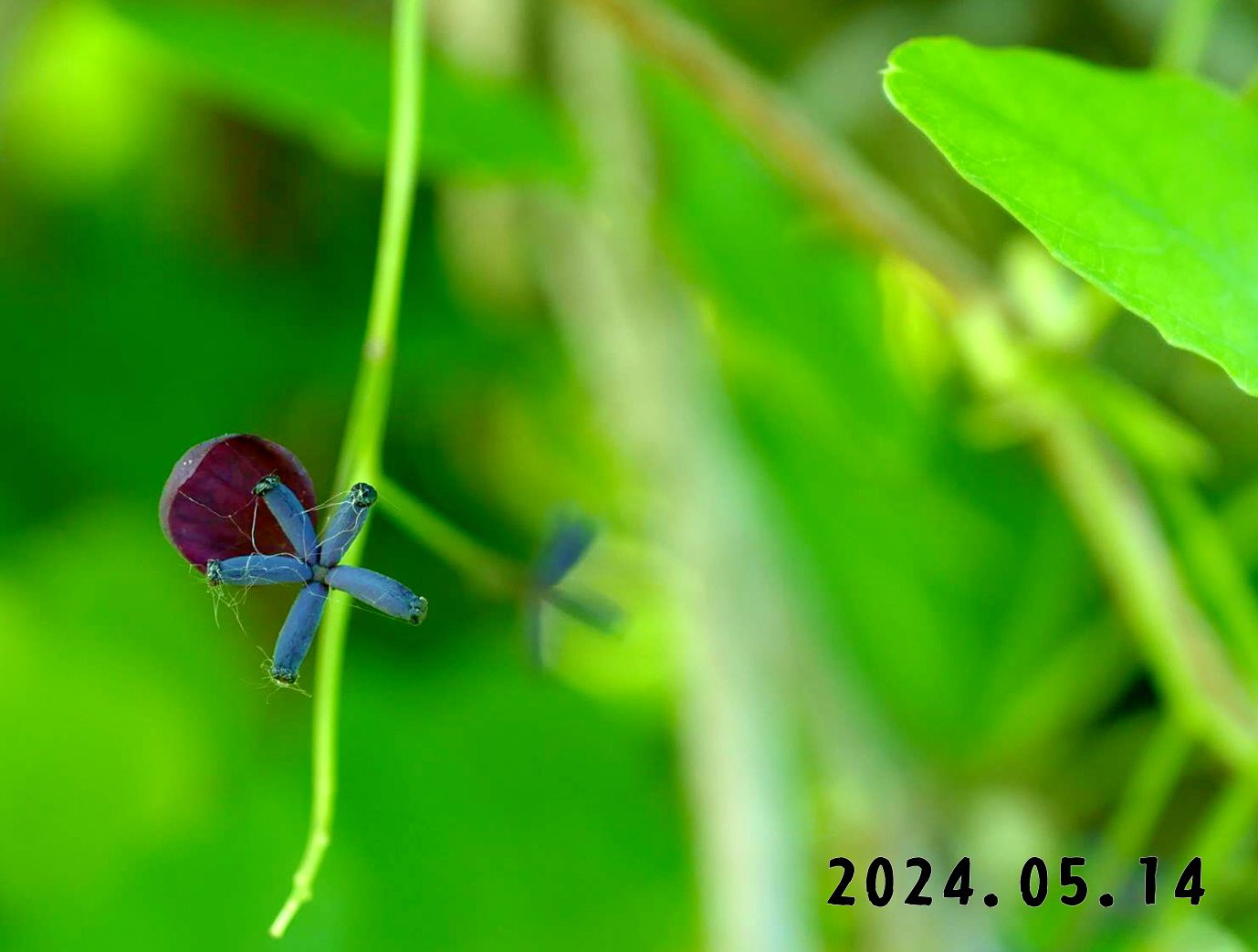 写真　森の中の果樹園のアケビ