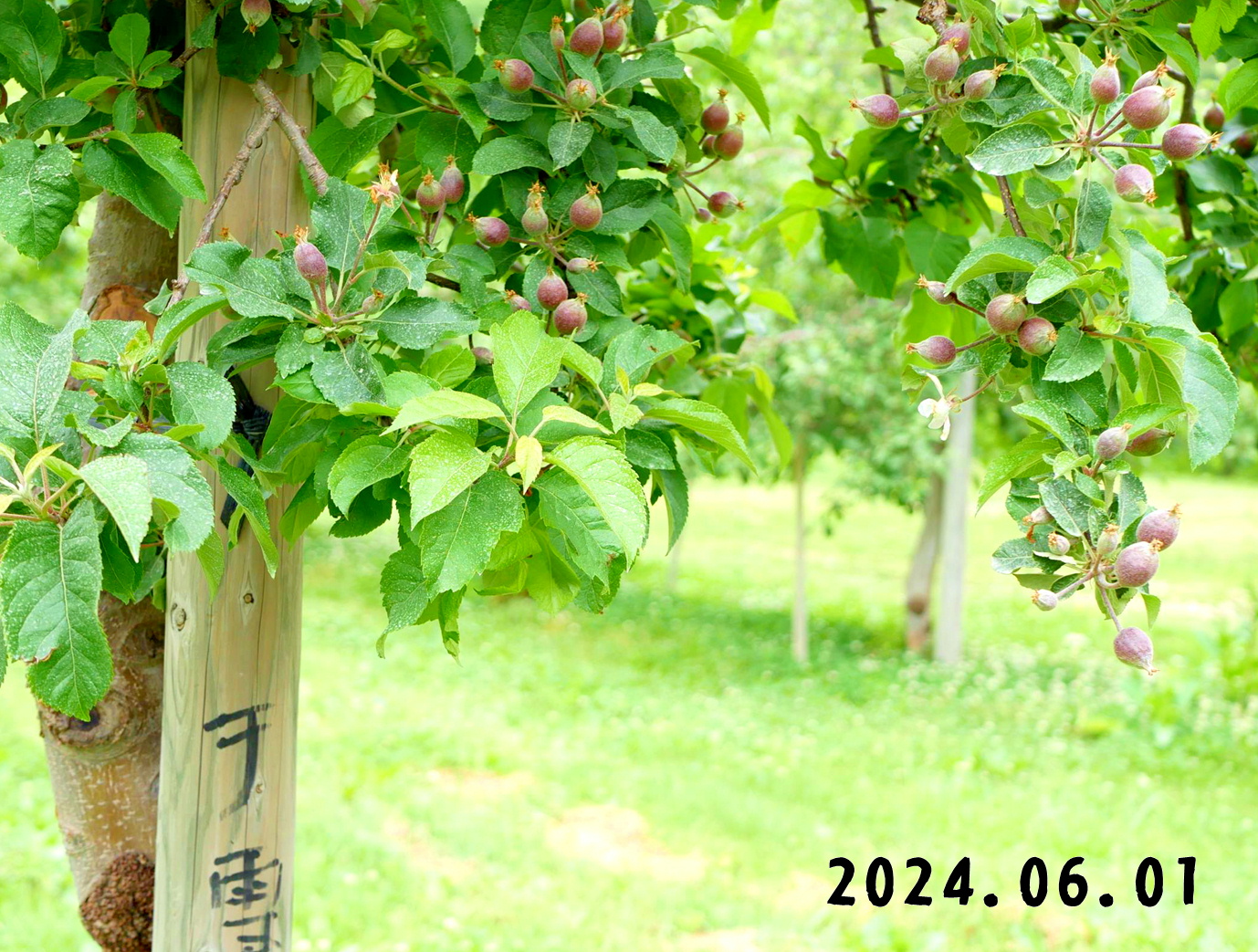 写真　森の中の果樹園のリンゴ