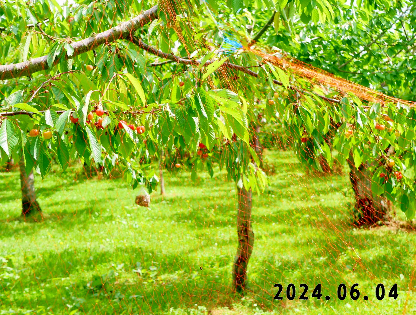 写真　森の中の果樹園のサクランボ