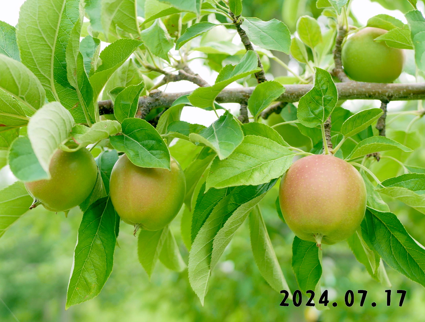 写真　森の中の果樹園のリンゴ狩り