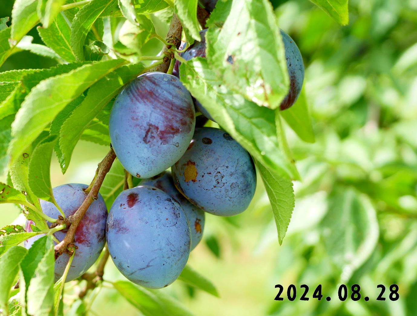 写真　森の中の果樹園のプルーン狩り