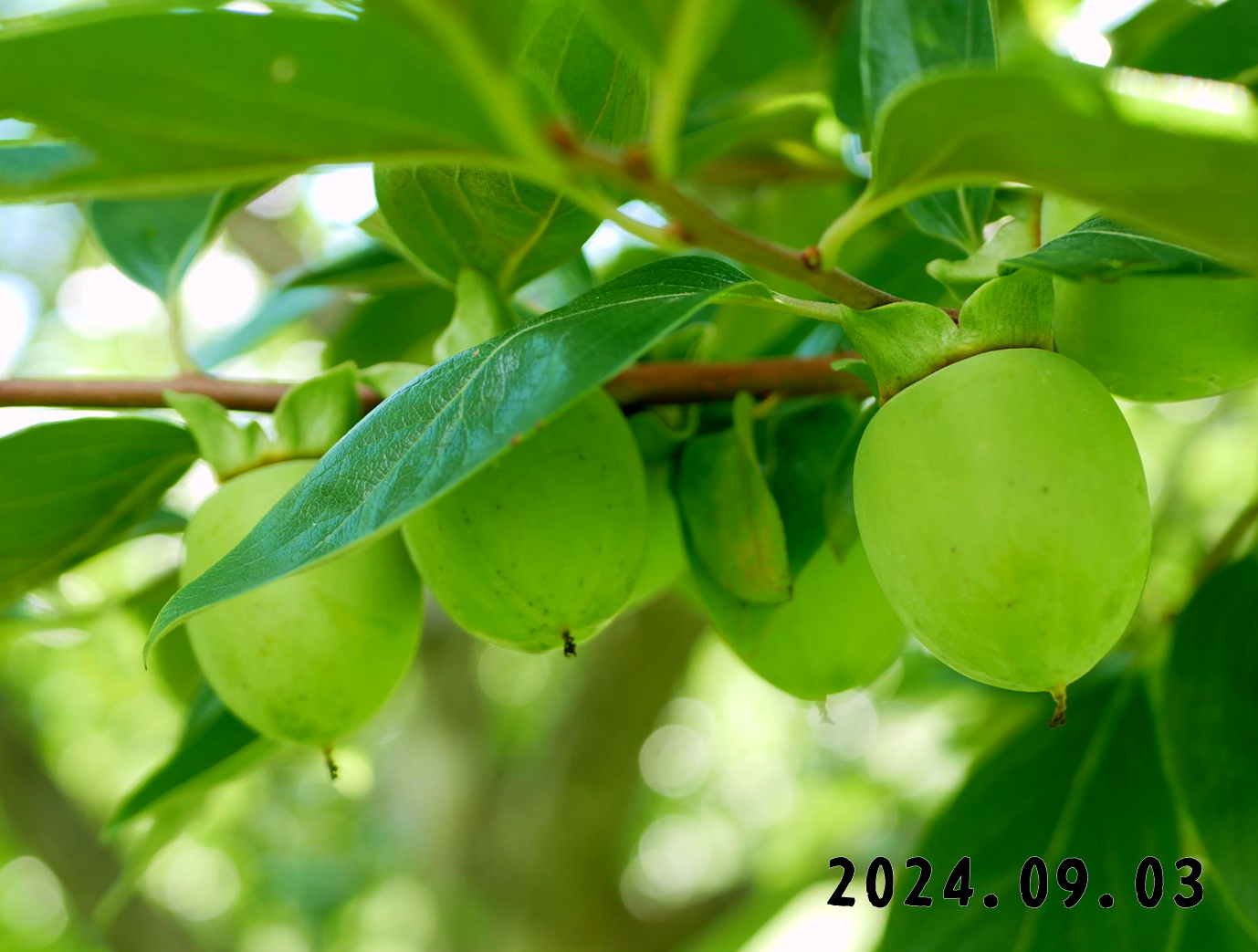 写真　森の中の果樹園のカキ