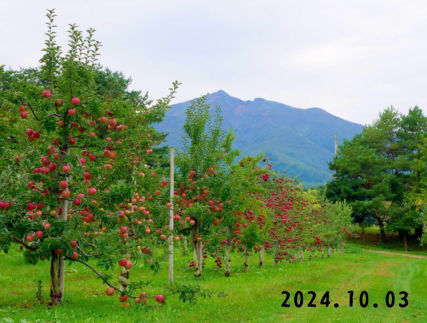 写真　森の中の果樹園のリンゴ