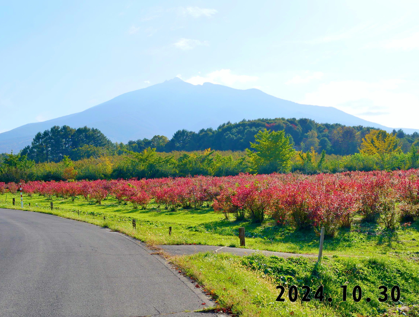 写真　森の中の果樹園の果物狩り