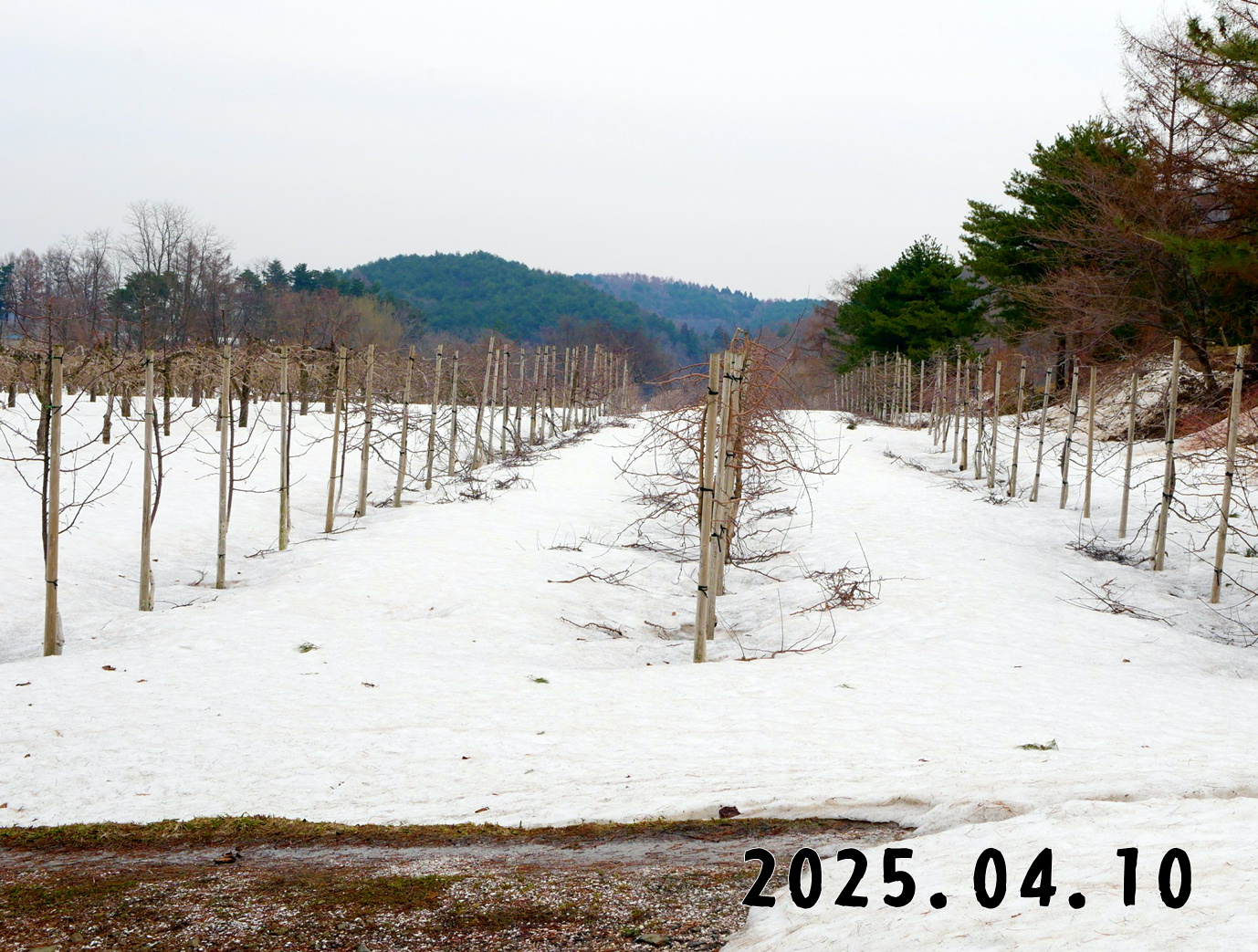 森の中の果樹園のリンゴ