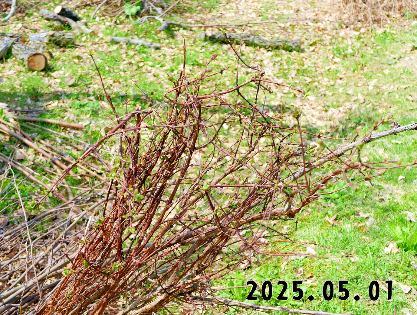 森の中の果樹園のハスカップ