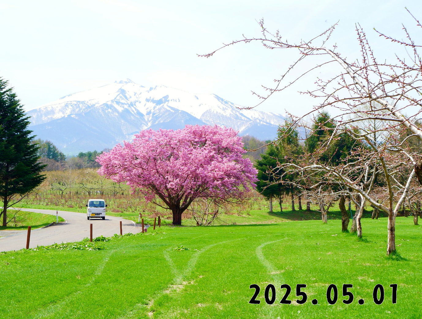 森の中の果樹園のくだもの狩り