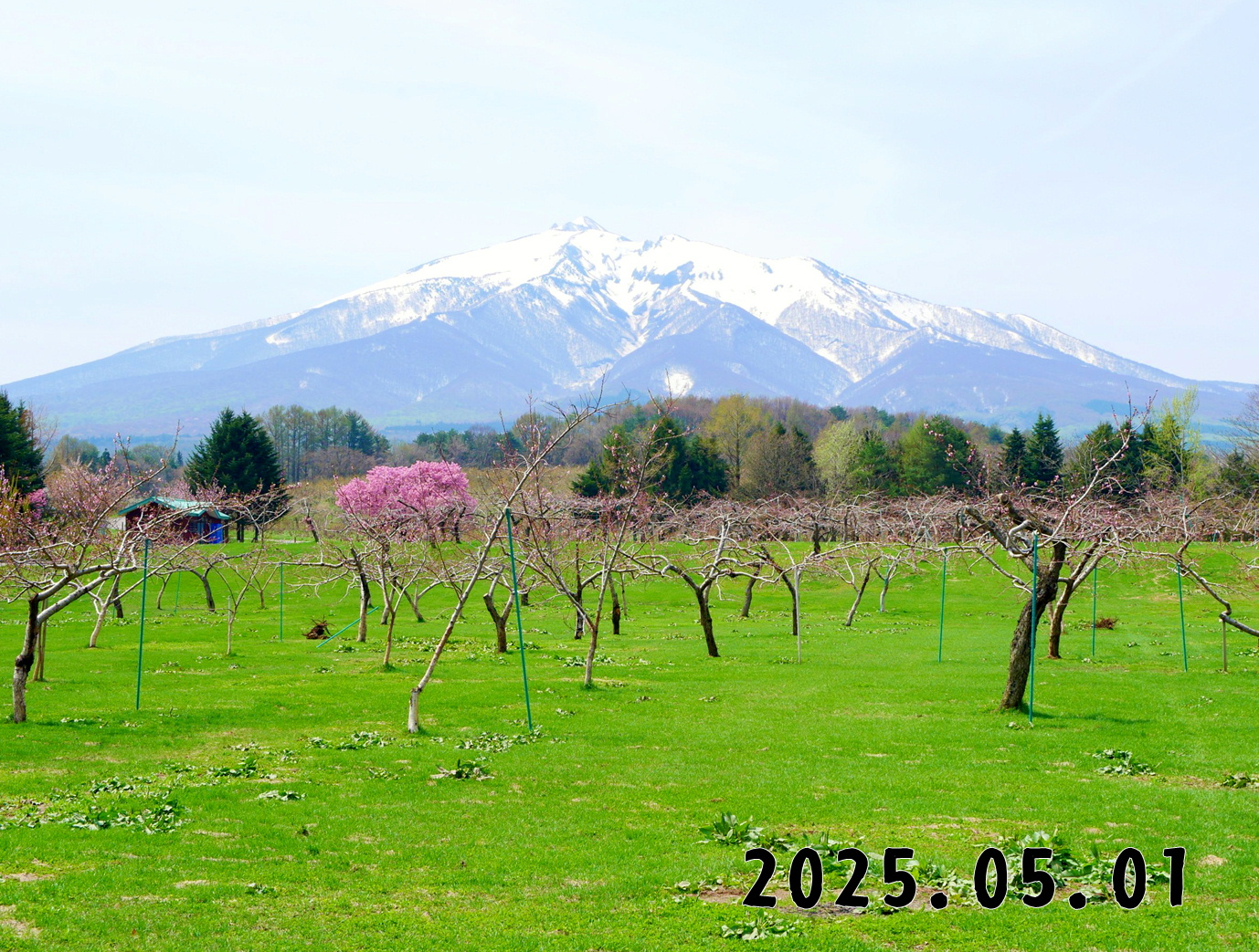 森の中の果樹園のモモ