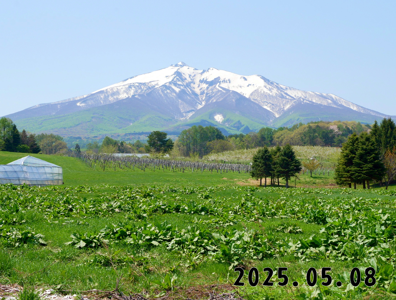 森の中の果樹園のくだもの狩り