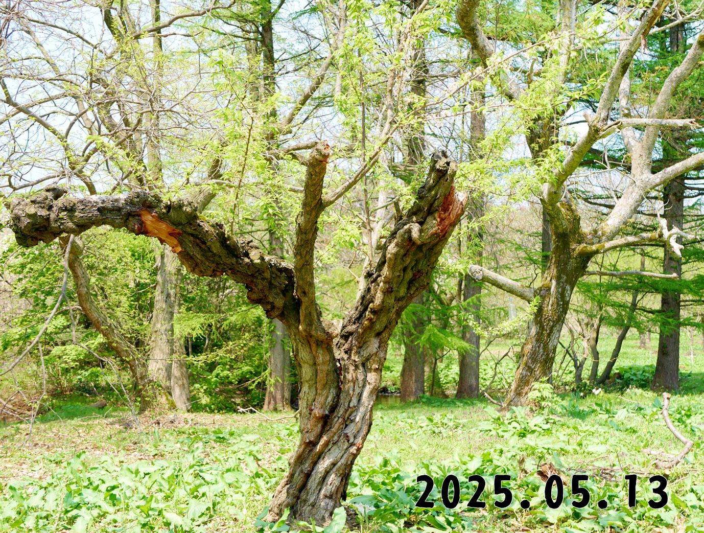 森の中の果樹園のプラム