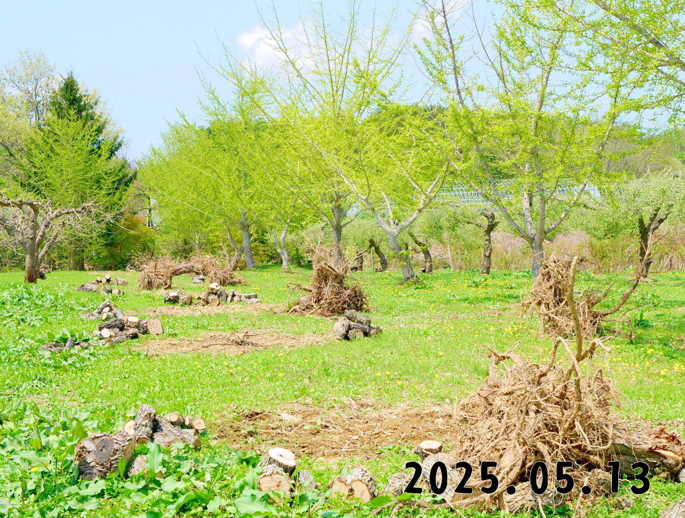 森の中の果樹園のグミ