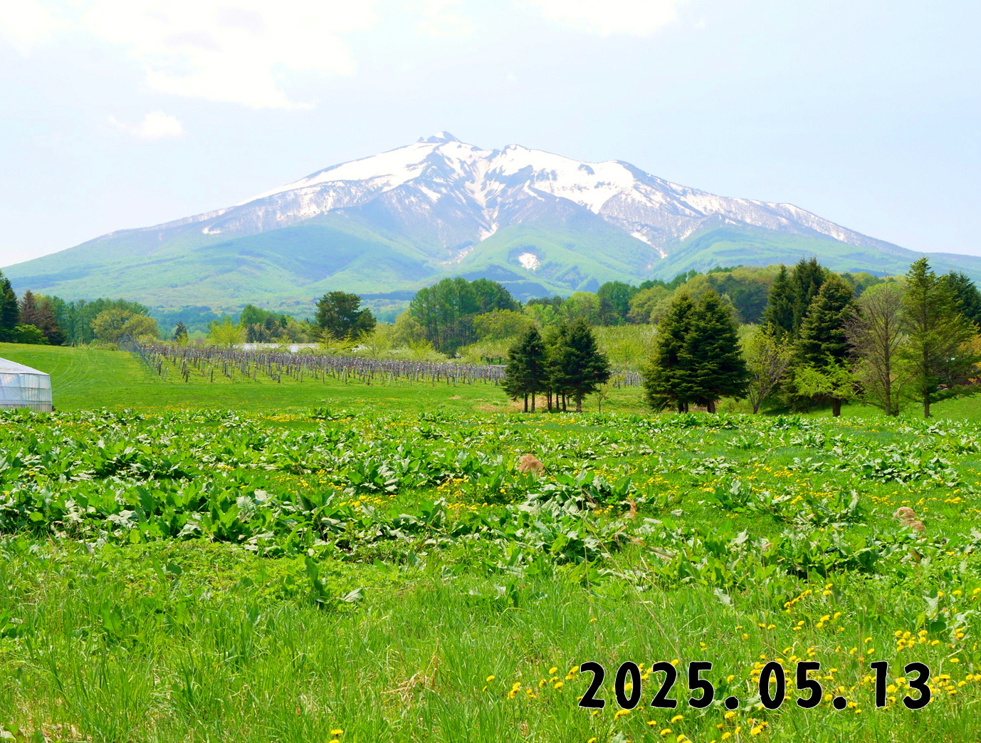 森の中の果樹園のくだもの狩り