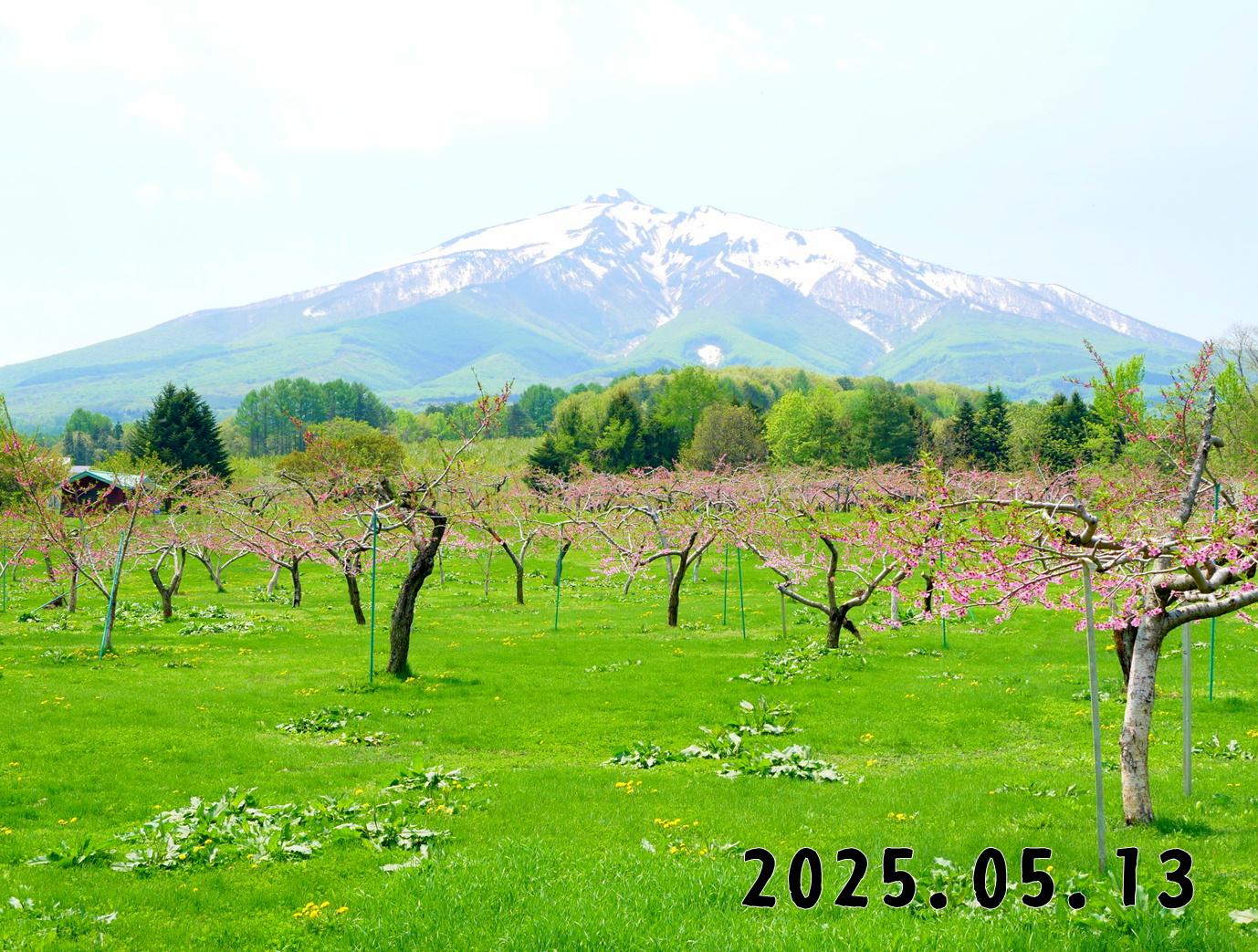 森の中の果樹園のモモ