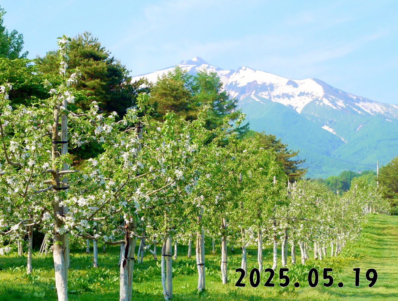 森の中の果樹園のリンゴ