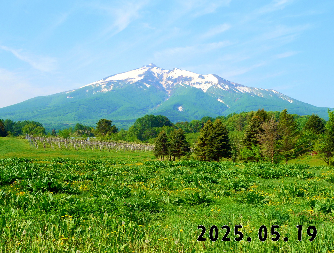 森の中の果樹園のくだもの狩り