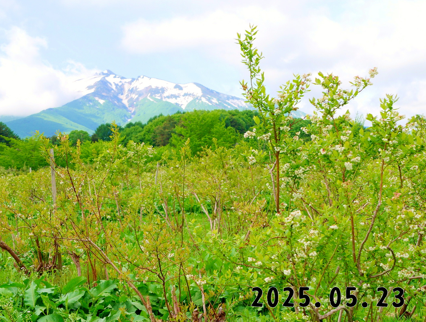 森の中の果樹園のブルーベリー