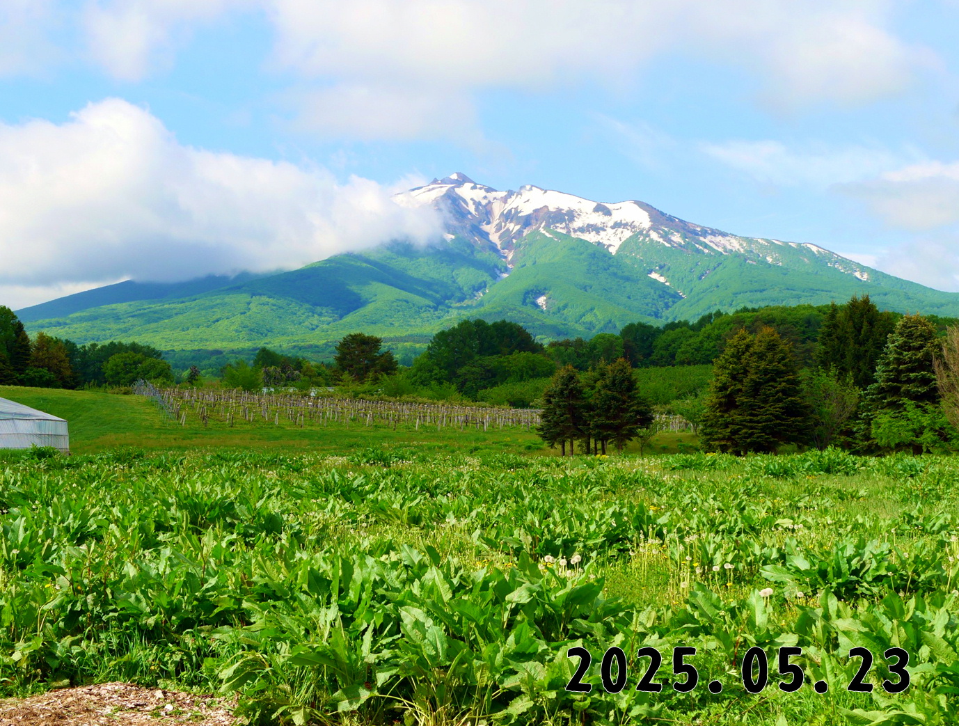 森の中の果樹園のくだもの狩り