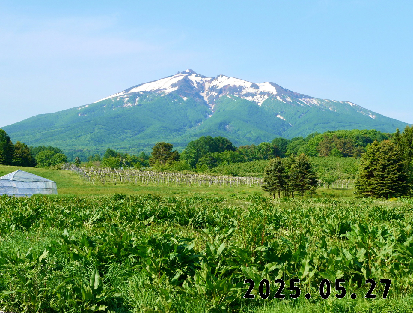森の中の果樹園のくだもの狩り
