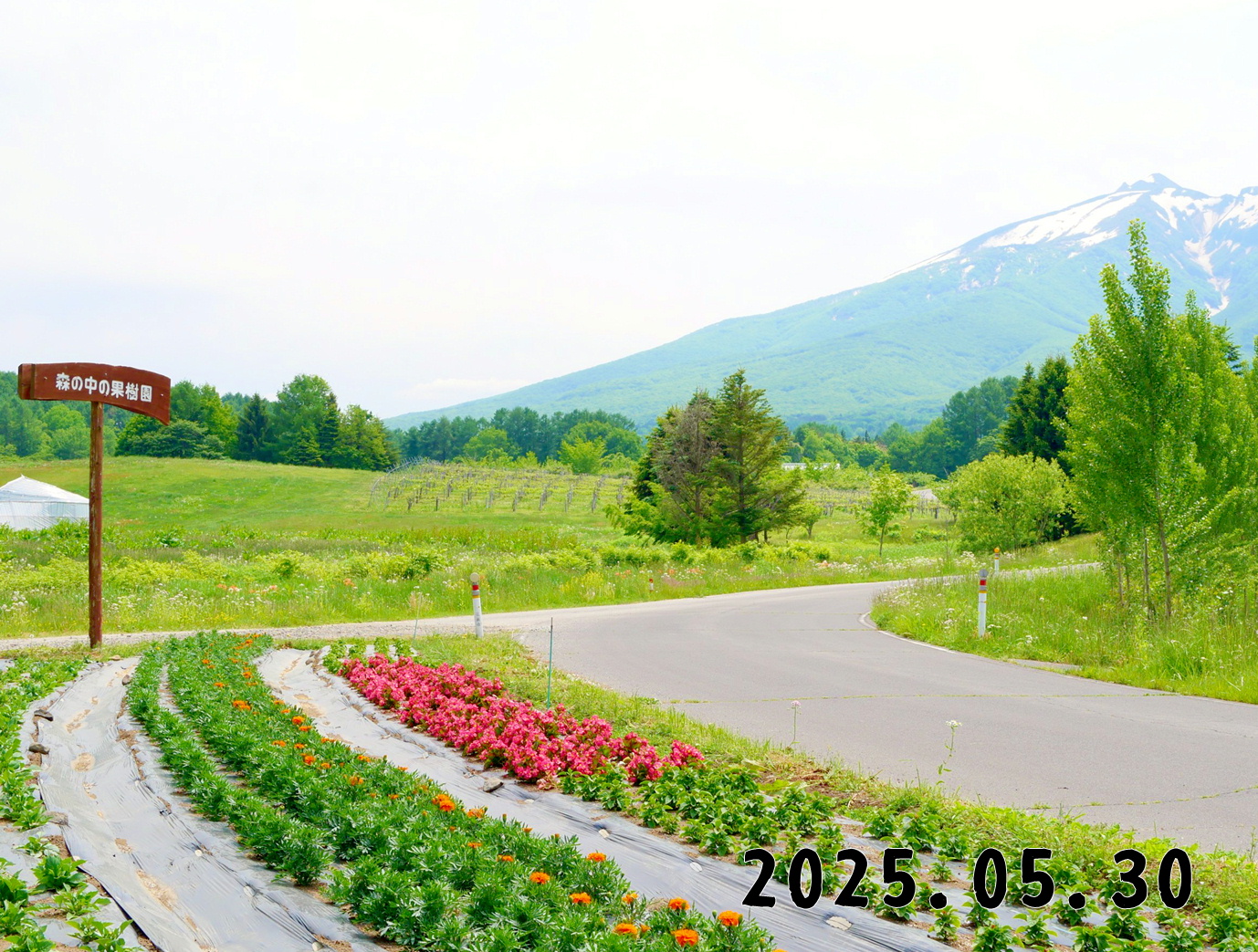 森の中の果樹園のくだもの狩り