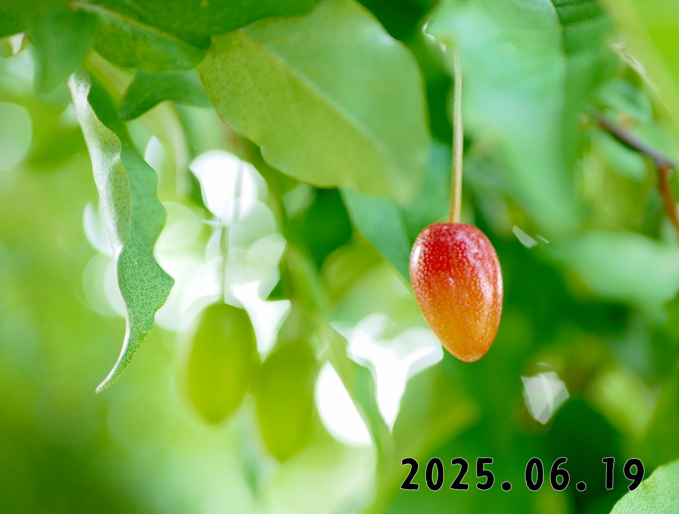森の中の果樹園のグミ