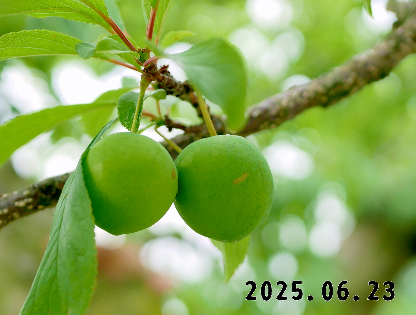森の中の果樹園のプラム