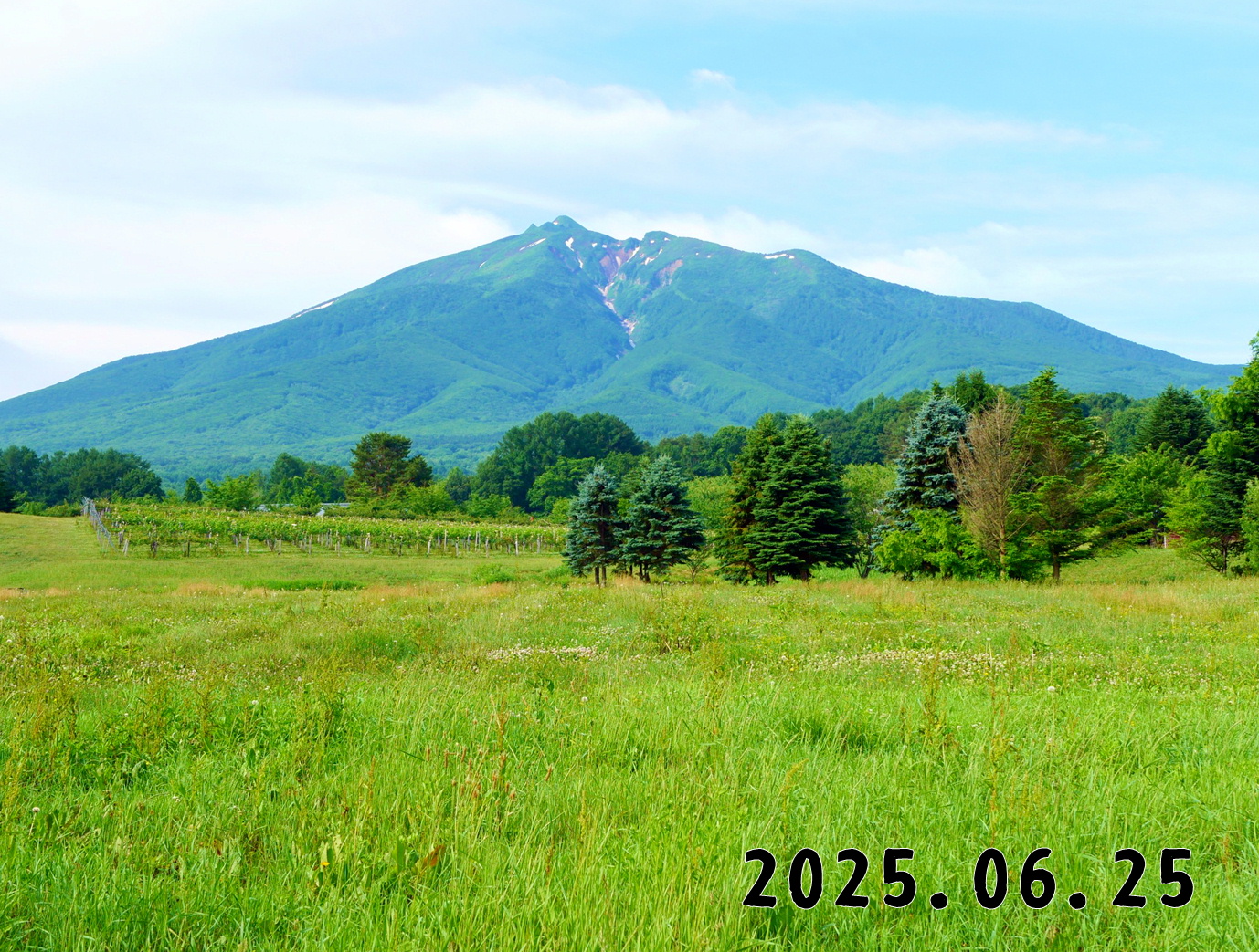 森の中の果樹園のくだもの狩り