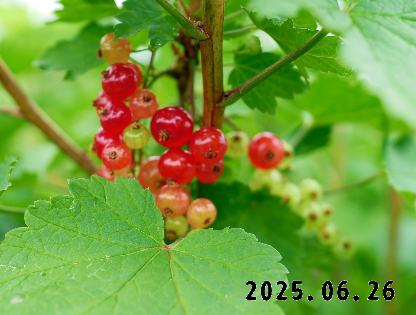 森の中の果樹園のすぐり