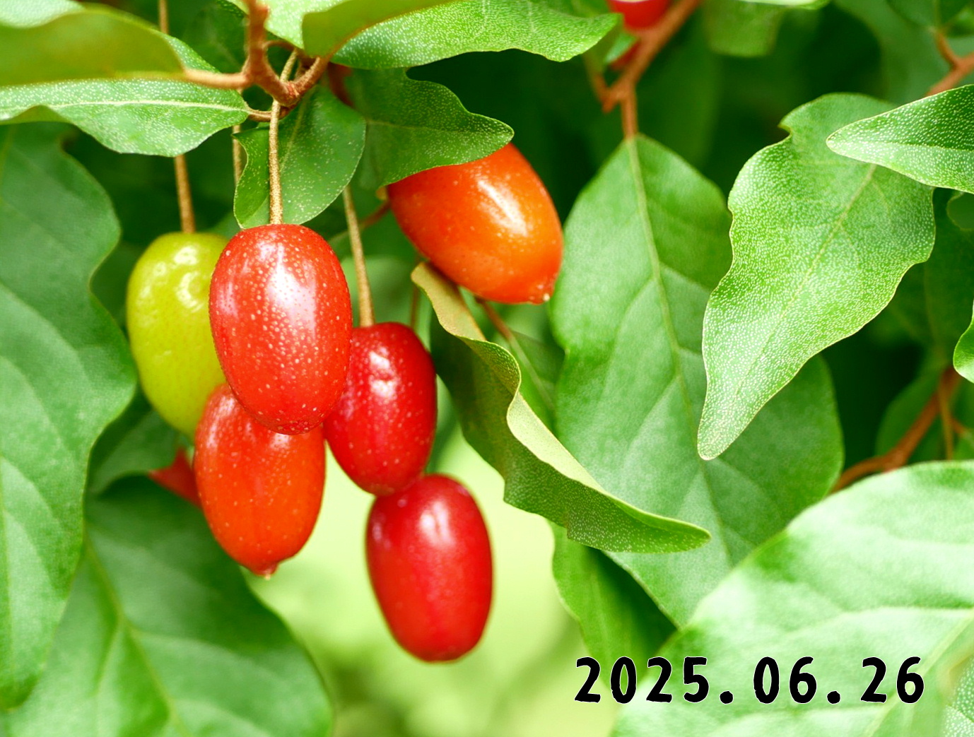 森の中の果樹園のグミ