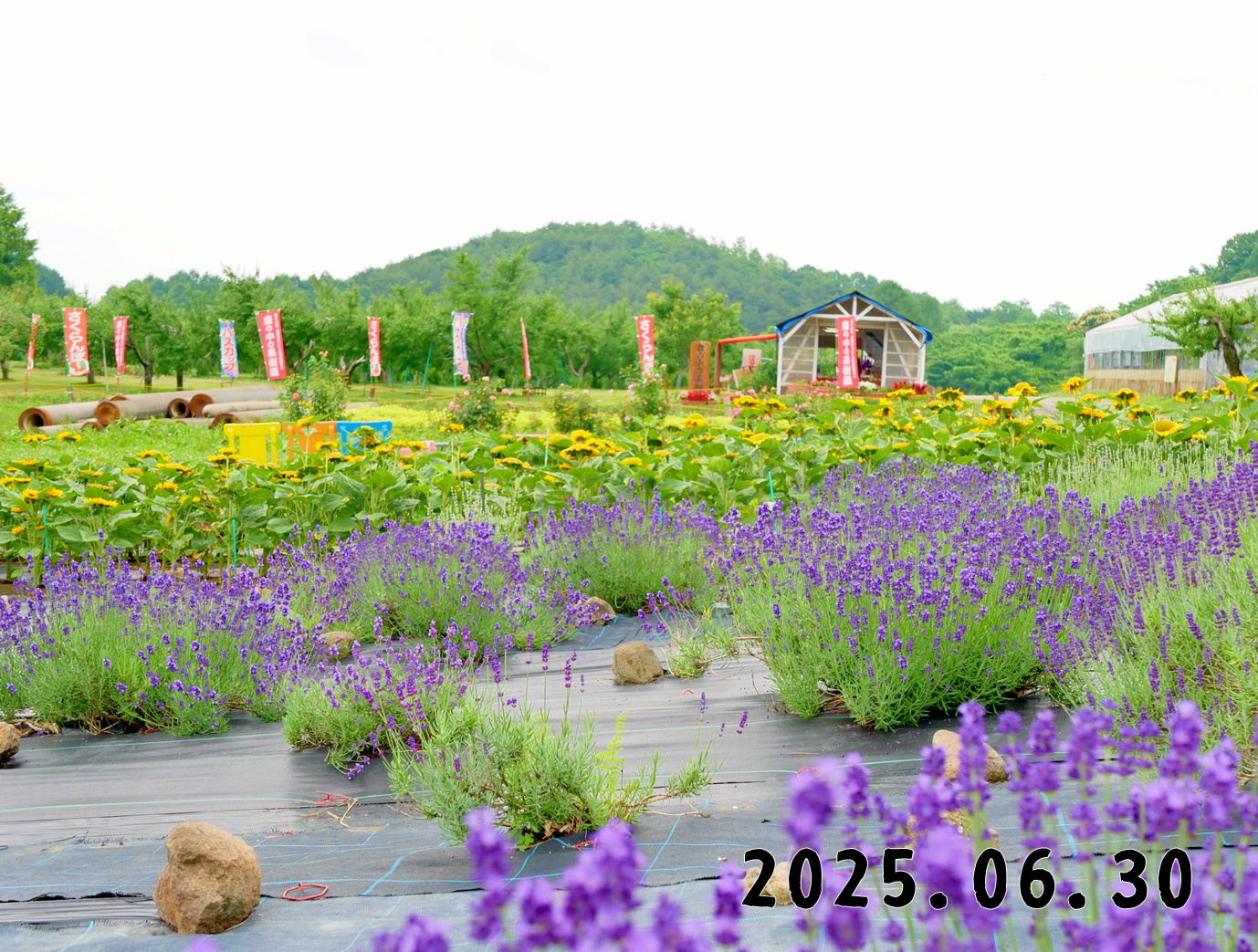 森の中の果樹園のくだもの狩り