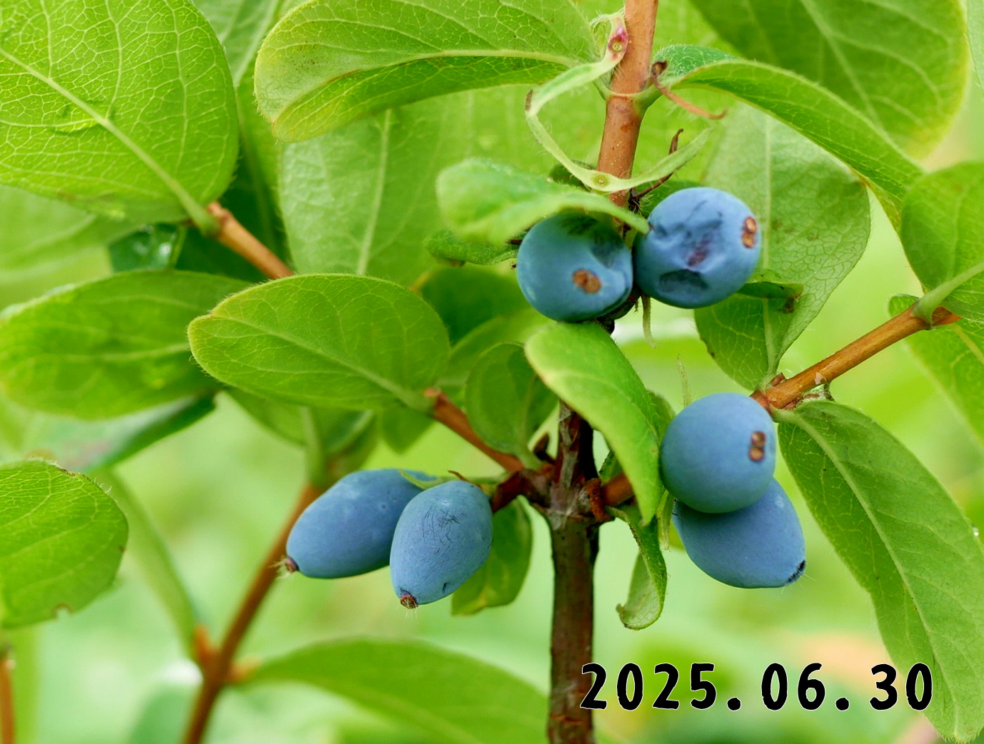 森の中の果樹園のハスカップ