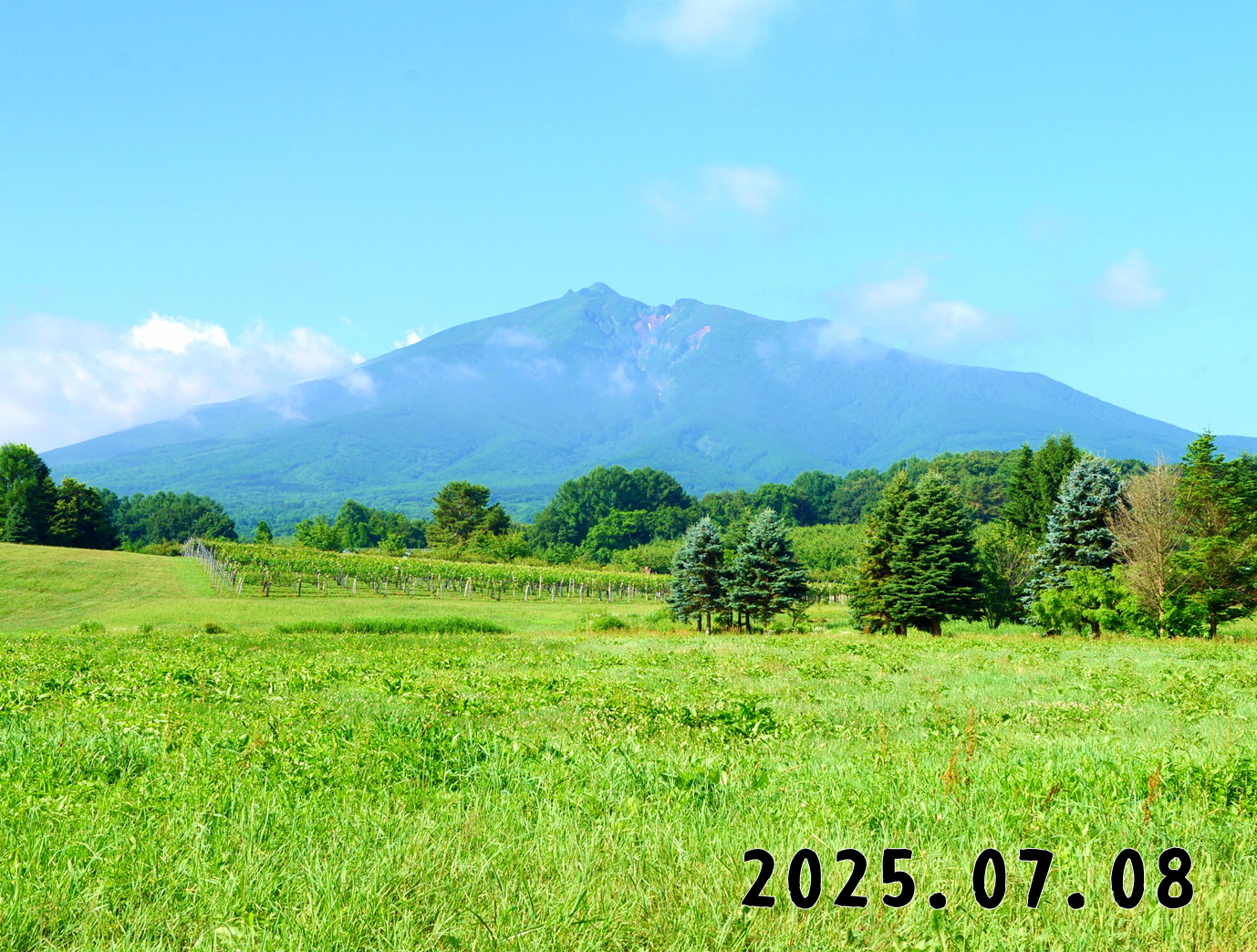 森の中の果樹園のくだもの狩り