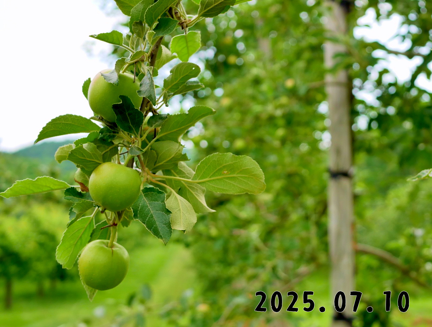 森の中の果樹園のリンゴ