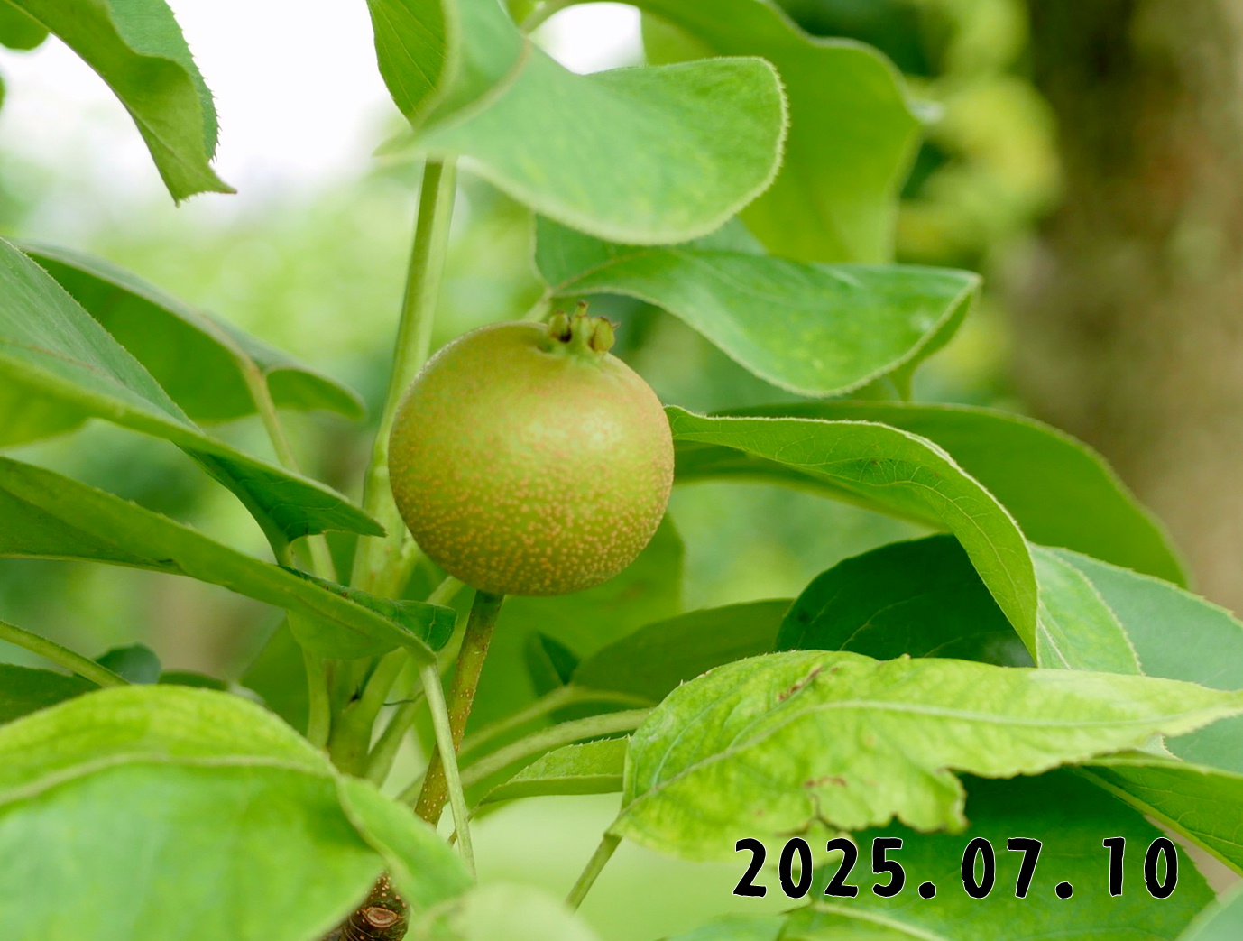 森の中の果樹園のナシ