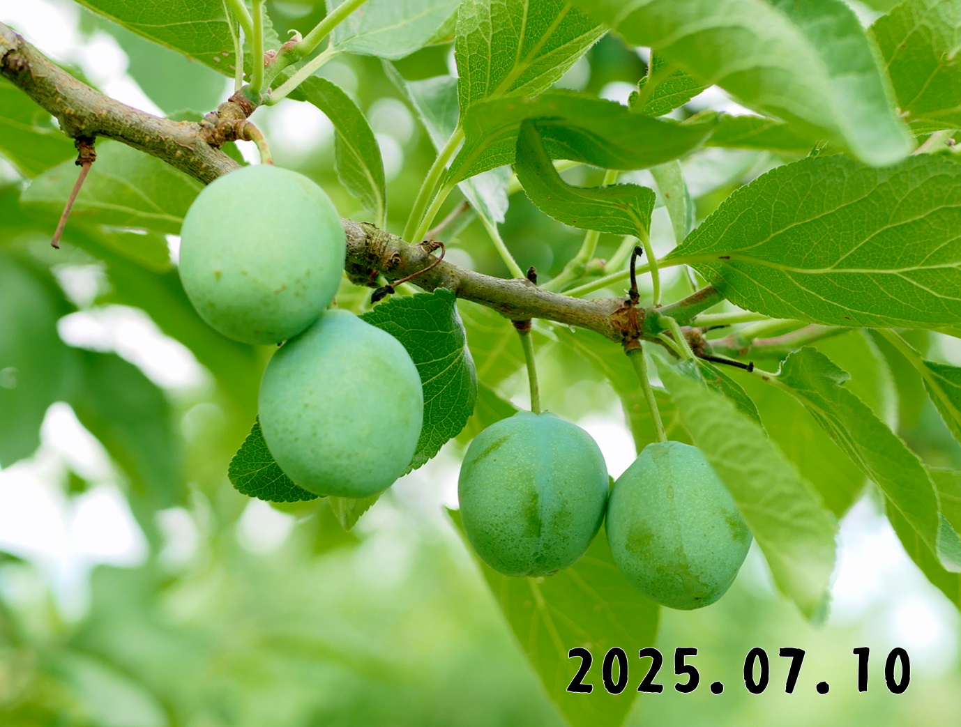 森の中の果樹園のプルーン