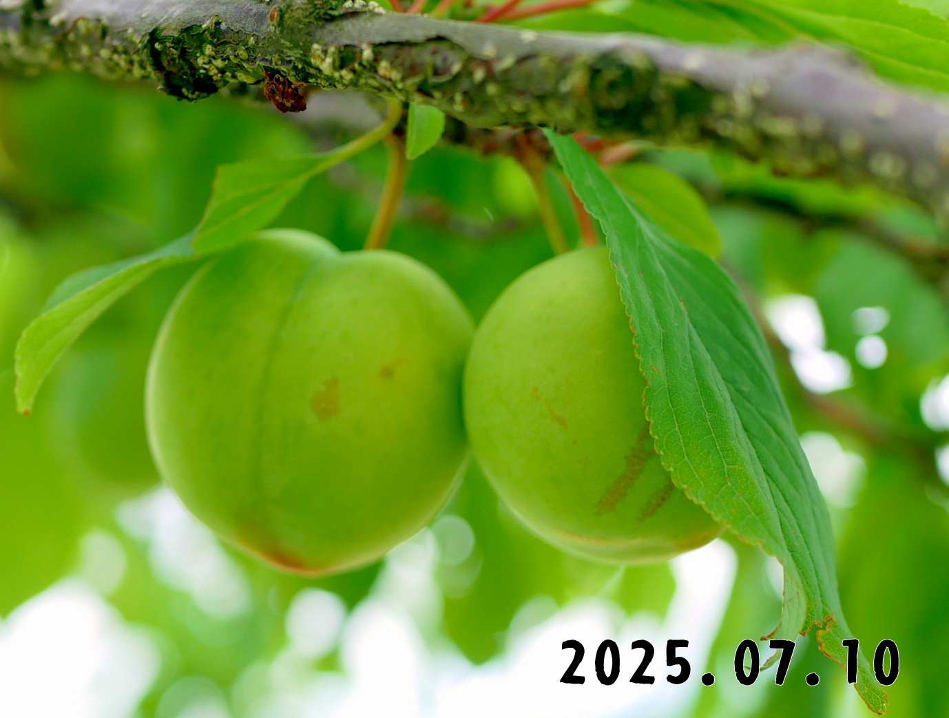 森の中の果樹園のプラム