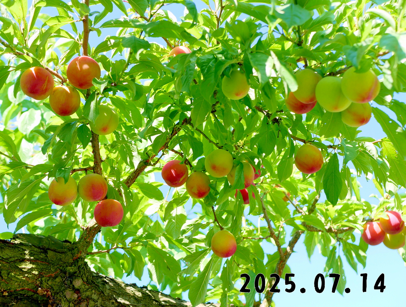 森の中の果樹園のプラム