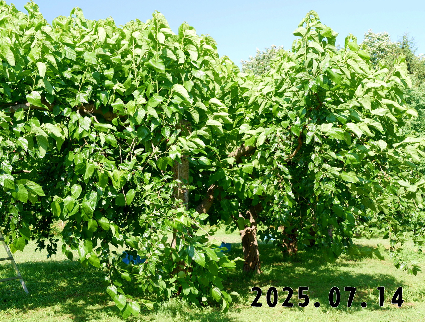森の中の果樹園の桑の実