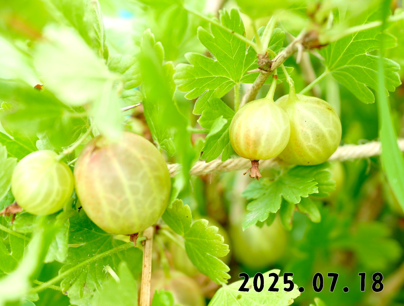 森の中の果樹園のすぐり