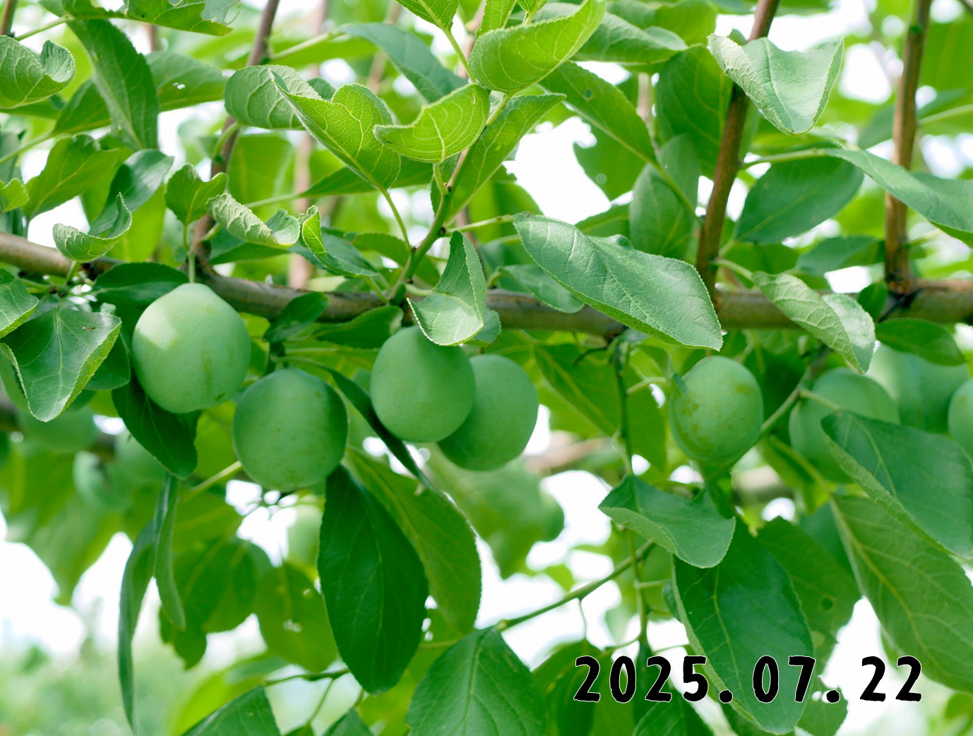 森の中の果樹園のプルーン