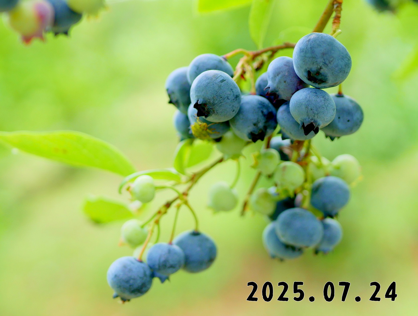 森の中の果樹園のブルーベリー