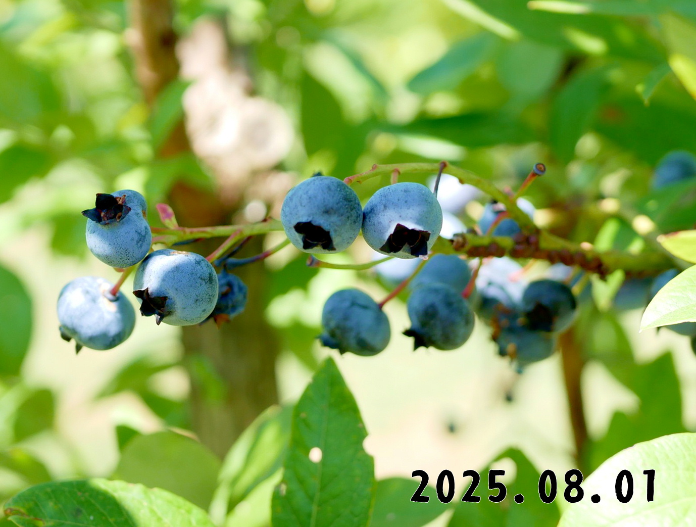 森の中の果樹園のブルーベリー
