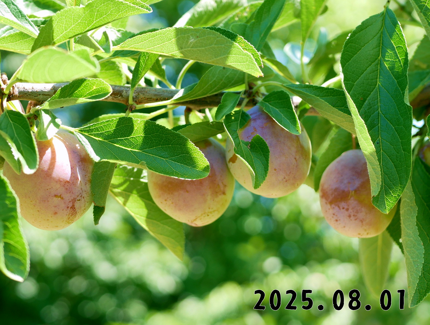 森の中の果樹園のプルーン