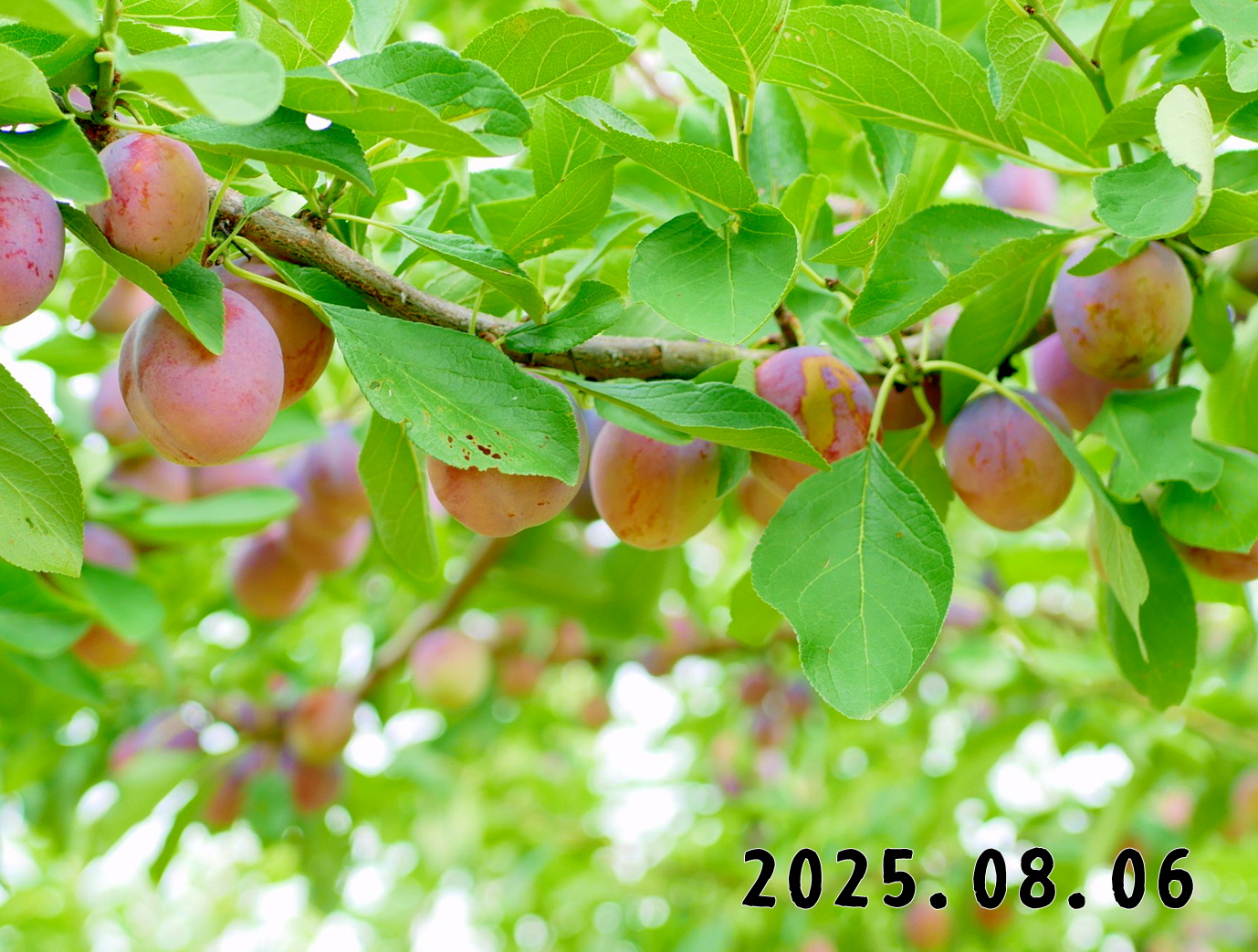 森の中の果樹園のプルーン