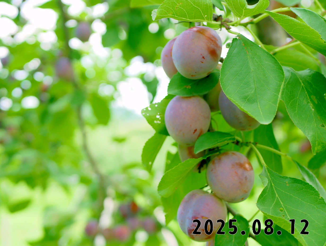 森の中の果樹園のプルーン