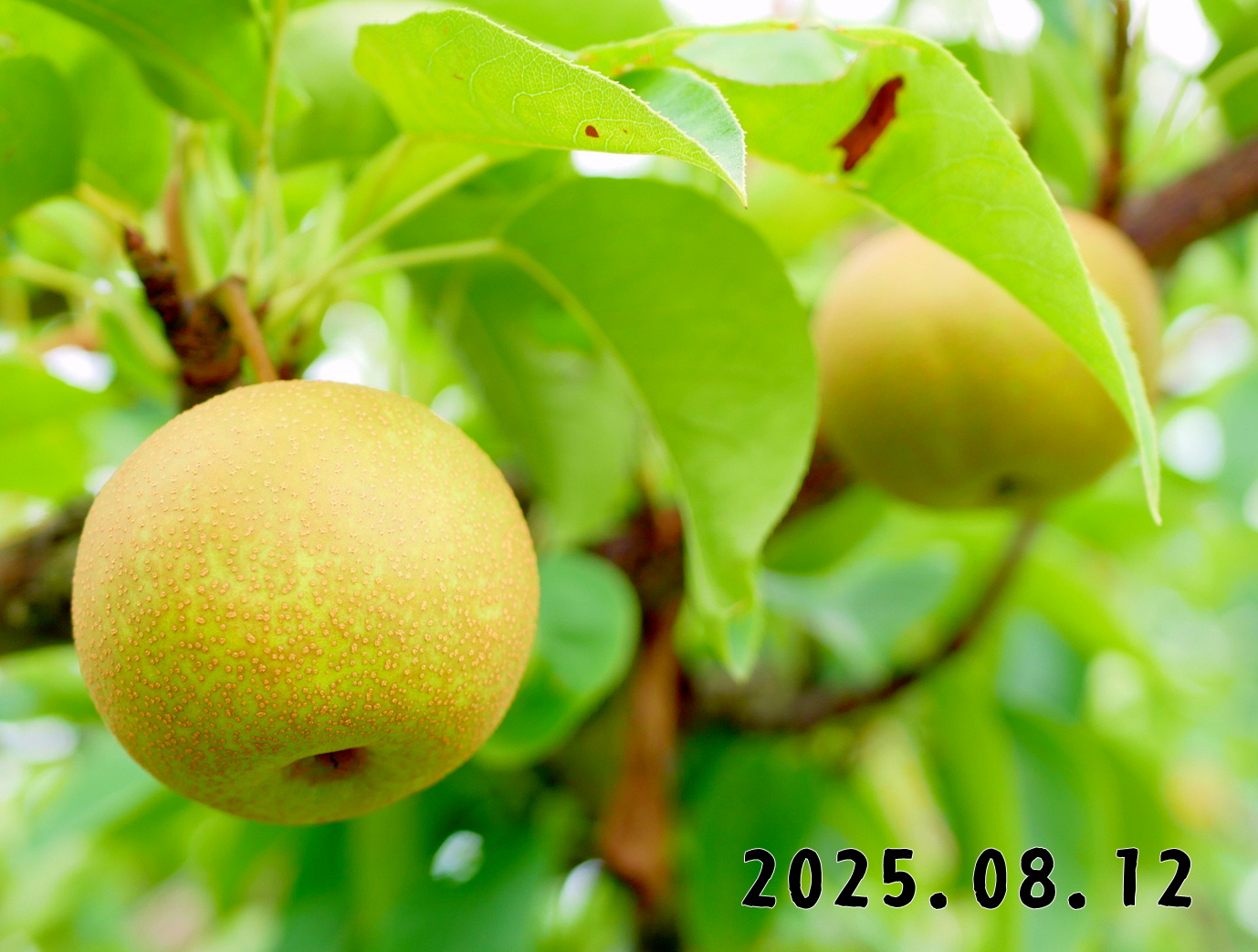 森の中の果樹園のナシ