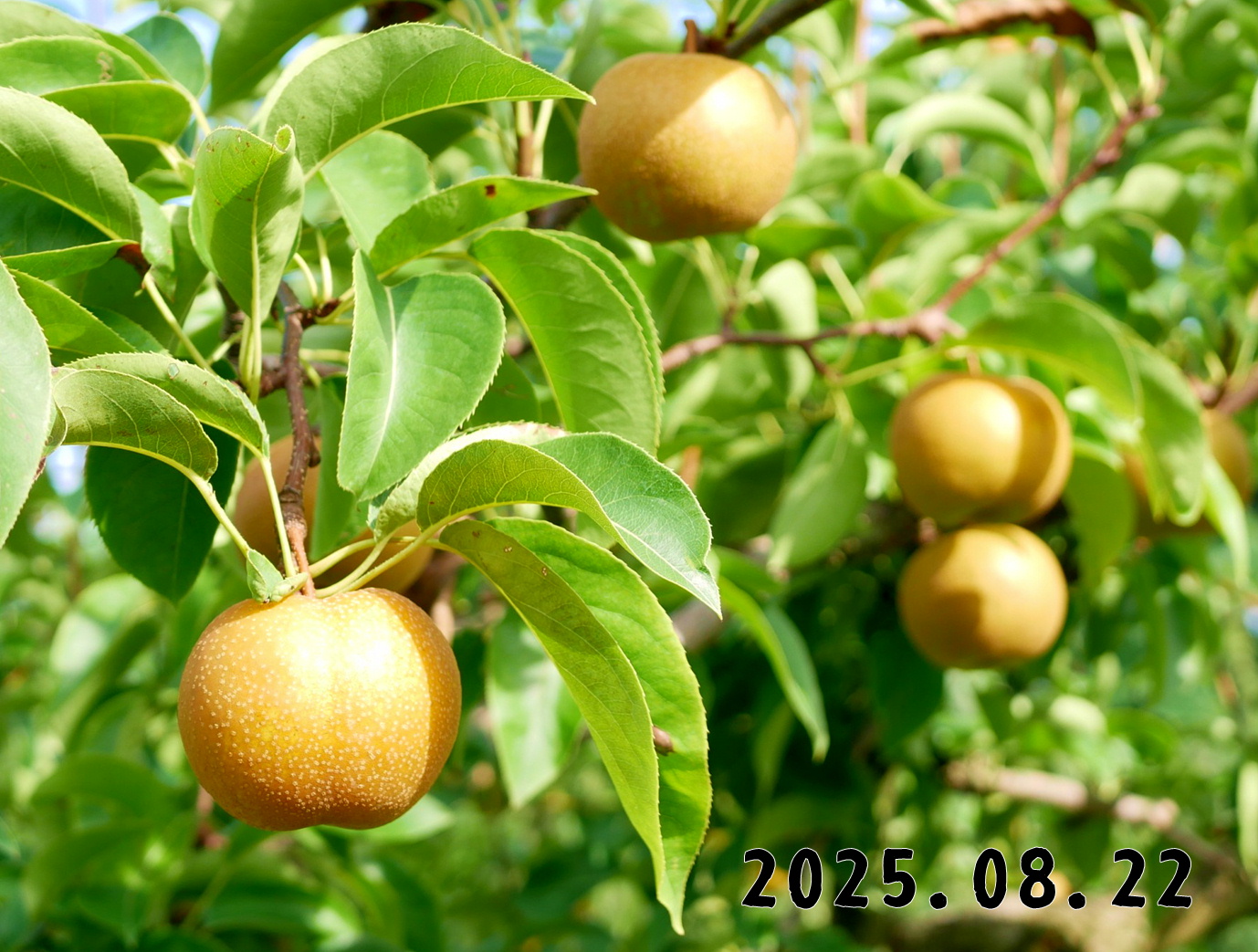 森の中の果樹園のナシ