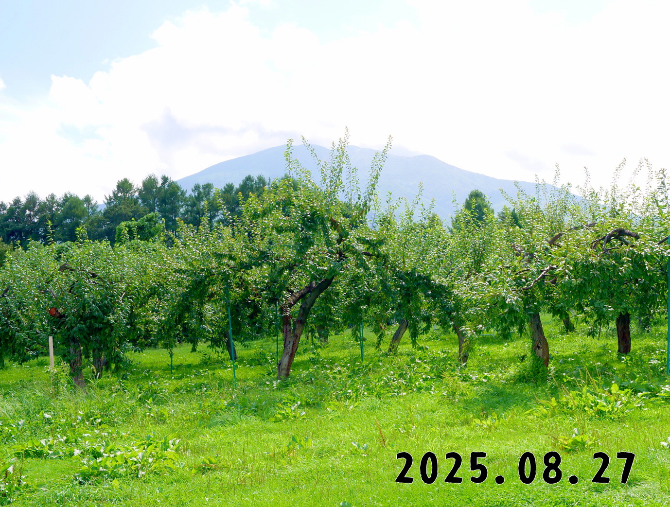 森の中の果樹園のプラム
