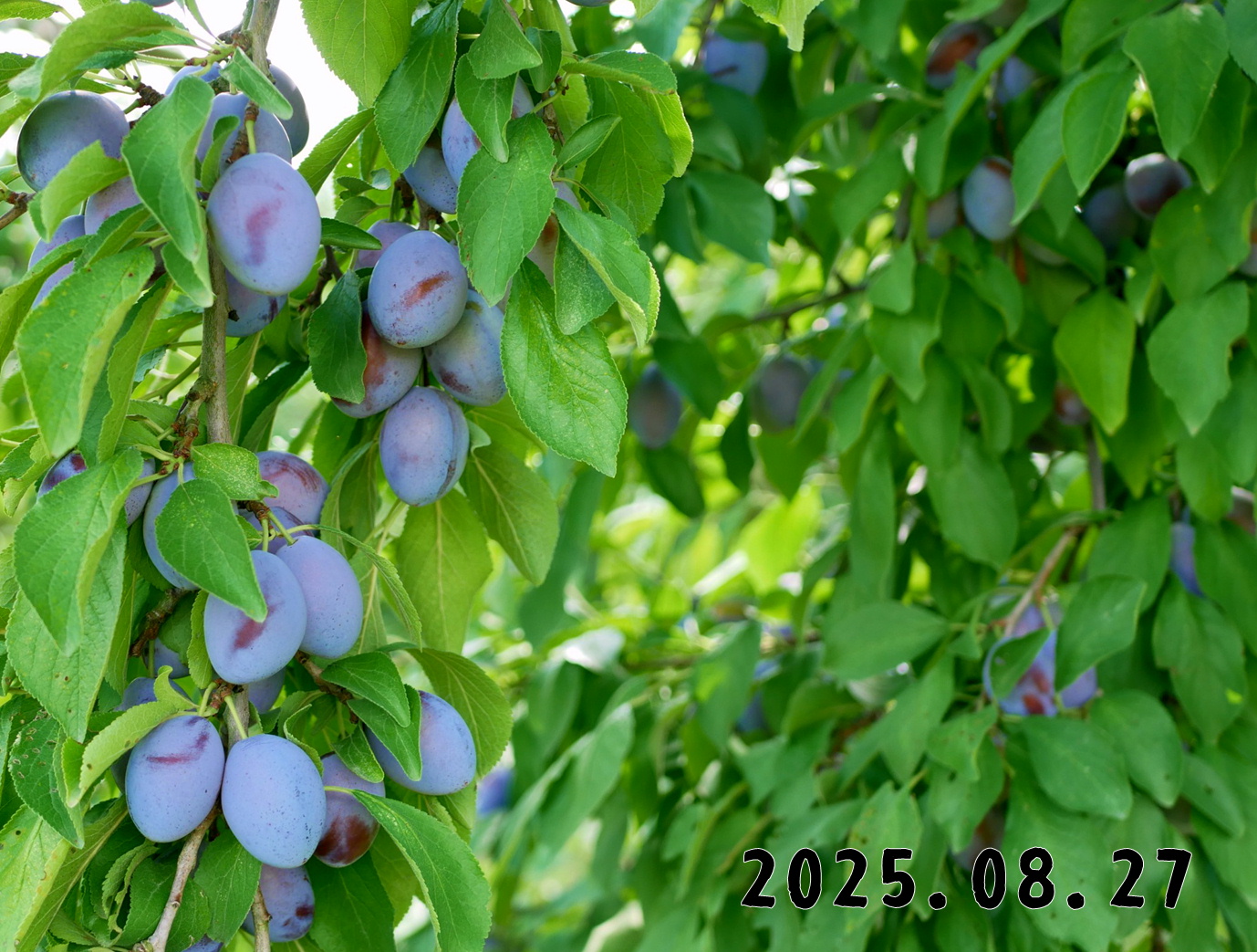 森の中の果樹園のプルーン