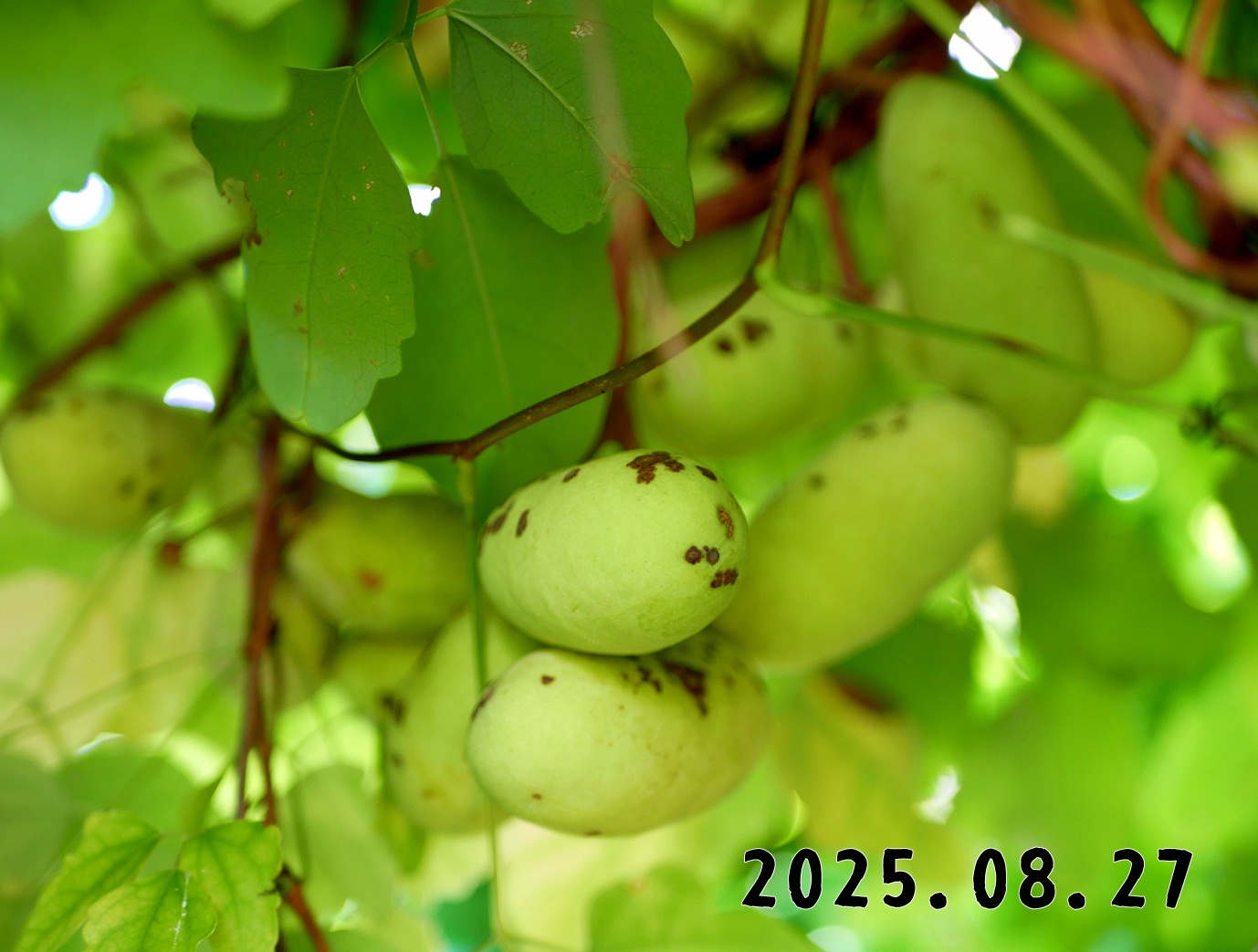 森の中の果樹園のアケビ